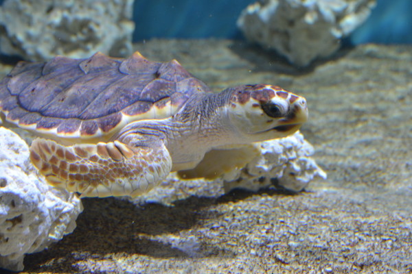 aquarium monterey california 10-14-14 023