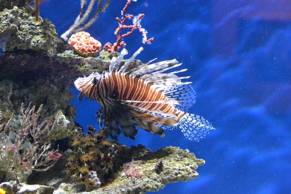 aquarium monterey california 10-14-14 064