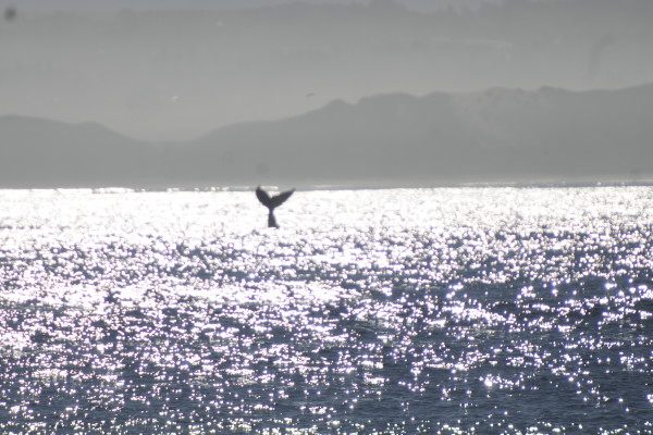 whale watching monterey calif 10-12-2014 009